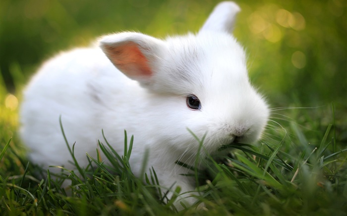 잔디에 귀여운 흰 토끼 배경 화면 그림