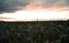저녁, 밀밭, 수확 HD 배경 화면