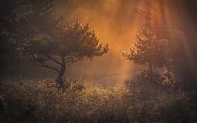 숲, 아침, 빛, 잔디, 새벽 HD 배경 화면