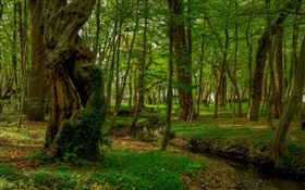 숲, 나무, 개울, 공원 HD 배경 화면