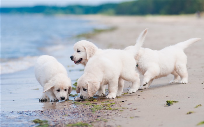 4 화이트 개, 놀이, 해변 배경 화면 그림