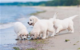 4 화이트 개, 놀이, 해변