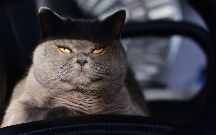 회색 고양이, 노란 눈, 빛 배경 화면 그림