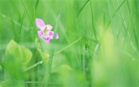 푸른 잔디, 보라색의 꽃, 이슬 HD 배경 화면