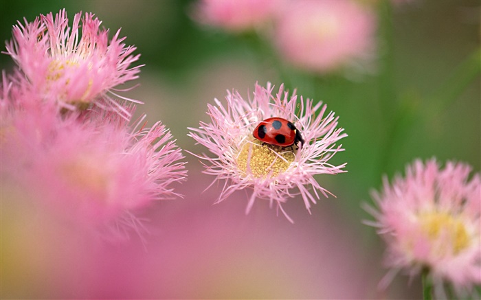 핑크 꽃과 무당 벌레 배경 화면 그림