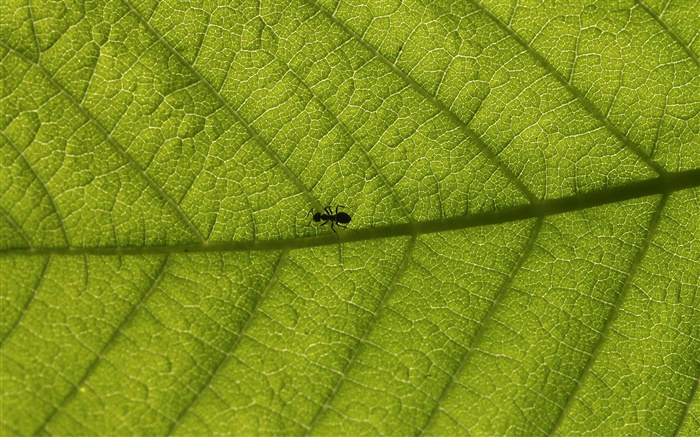 매크로 잎, 개미 배경 화면 그림