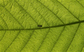 매크로 잎, 개미