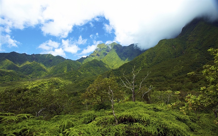 산, 계곡, 하와이 제도 배경 화면 그림