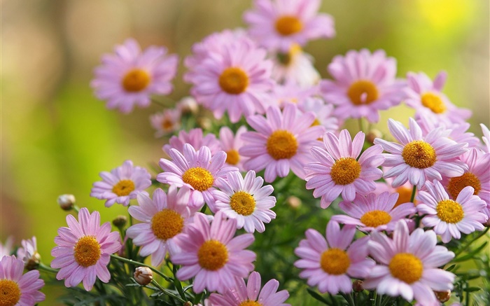 블러 링 핑크 카모마일 꽃, 꽃잎, 배경 화면 그림