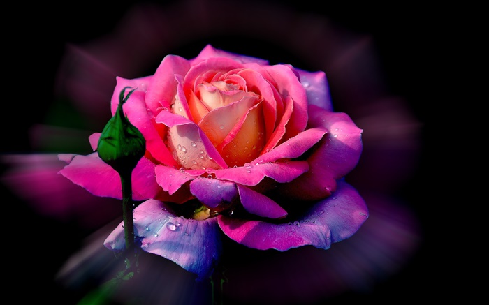 핑크 꽃, 꽃잎, 꽃 봉오리, 이슬 장미 배경 화면 그림
