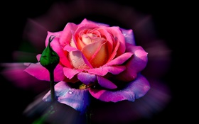 핑크 꽃, 꽃잎, 꽃 봉오리, 이슬 장미 HD 배경 화면
