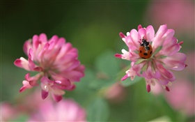 핑크 꽃, 무당 벌레, 나뭇잎 HD 배경 화면