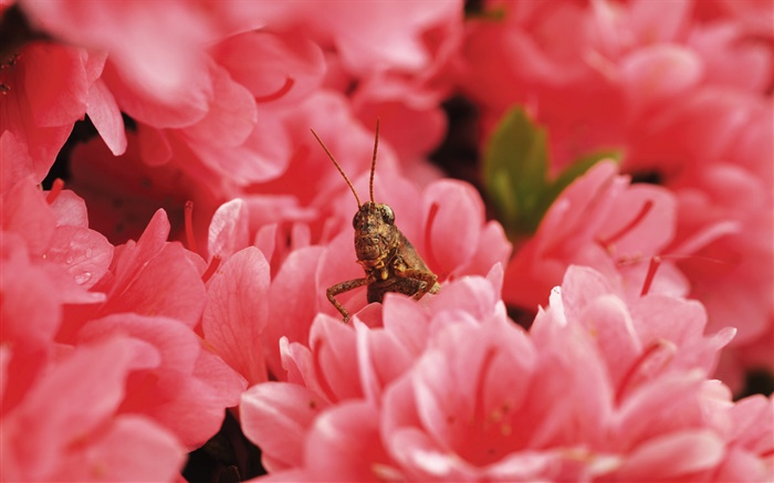 핑크 꽃, 메뚜기 배경 화면 그림