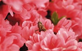 핑크 꽃, 메뚜기 HD 배경 화면