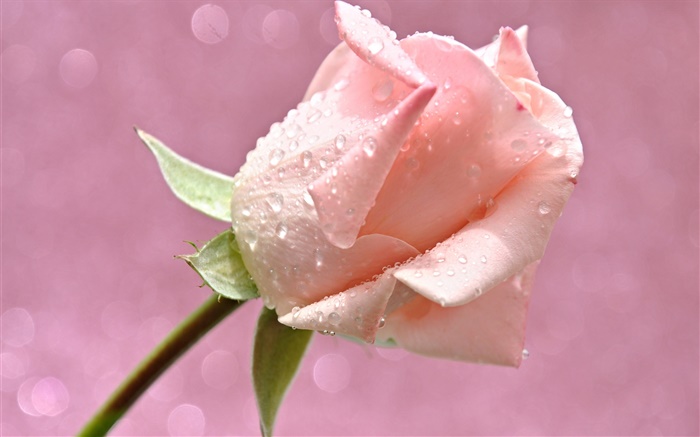 핑크 물, 이슬 방울, 장미 꽃 배경 화면 그림