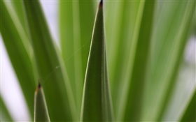 뾰족한 잎 근접 HD 배경 화면