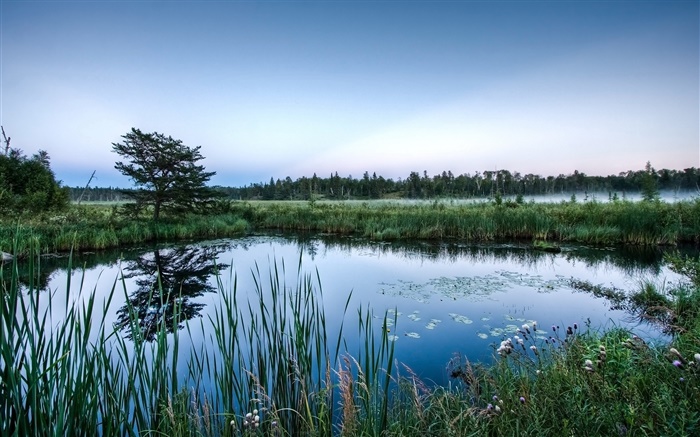 연못, 나무, 잔디, 물 반사, 새벽 배경 화면 그림