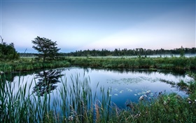 연못, 나무, 잔디, 물 반사, 새벽 HD 배경 화면
