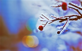 빨간 열매, 나뭇 가지, 겨울, 나뭇잎 HD 배경 화면