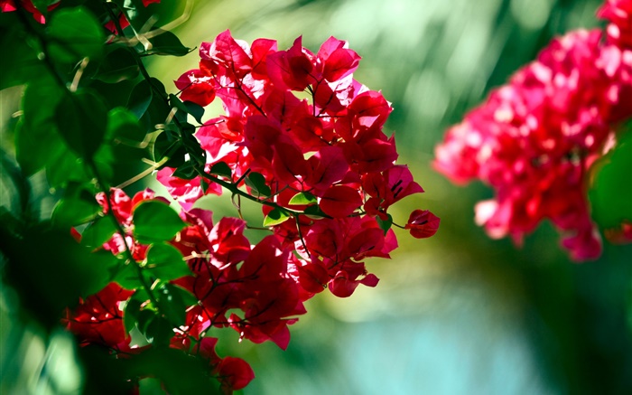 붉은 부겐빌레아 꽃 배경 화면 그림