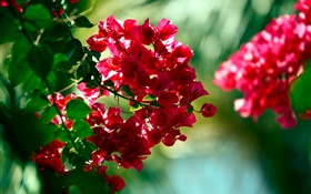 붉은 부겐빌레아 꽃