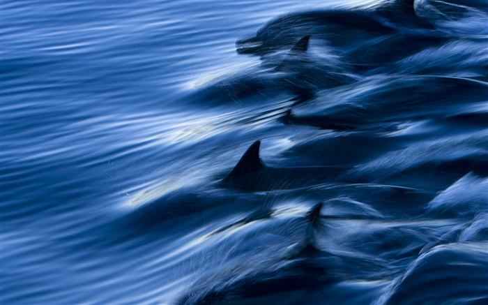 바다, 돌고래, 속도, 물, 스플래시 배경 화면 그림