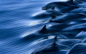 바다, 돌고래, 속도, 물, 스플래시