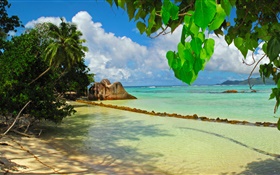 세이셸 섬, 바다, 해변, 식물, 잎 HD 배경 화면