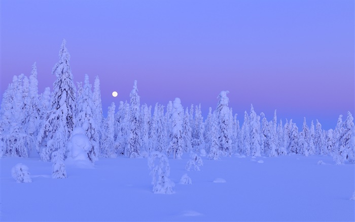 눈 덮인 나무, 겨울, 밤, 달, 핀란드 오 울루 지방, 배경 화면 그림