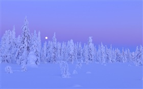 눈 덮인 나무, 겨울, 밤, 달, 핀란드 오 울루 지방,