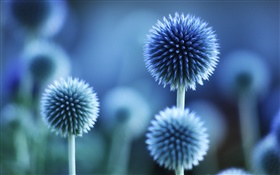 구형 꽃, 푸른 스타일 HD 배경 화면