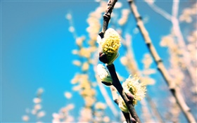 봄, 식물, 나뭇 가지, 꽃 봉오리 HD 배경 화면