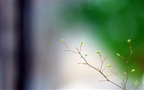 봄, 나뭇 가지, 새싹, 나뭇잎 HD 배경 화면