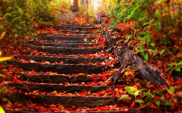 돌 계단, 붉은 단풍, 가을 배경 화면 그림
