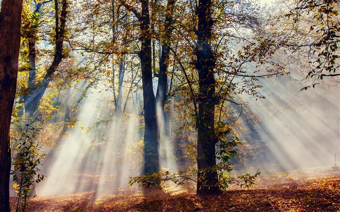태양 광선, 숲, 나무, 가을 배경 화면 그림
