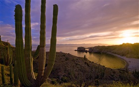 일몰, 언덕, 바다, 산타 카탈리나 섬, 캘리포니아, 미국 HD 배경 화면