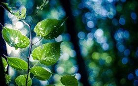 나뭇 가지, 녹색 잎, 매크로, 나뭇잎 HD 배경 화면