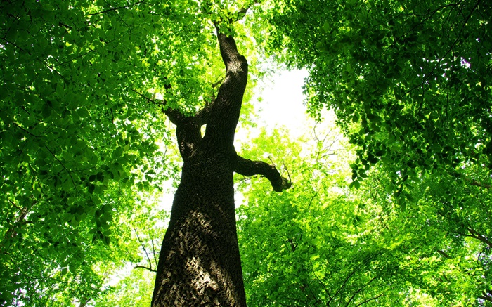 나무, 녹색 잎, 태양 광선 배경 화면 그림