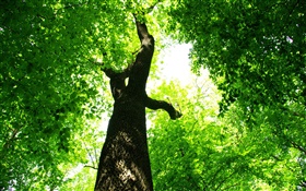 나무, 녹색 잎, 태양 광선 HD 배경 화면