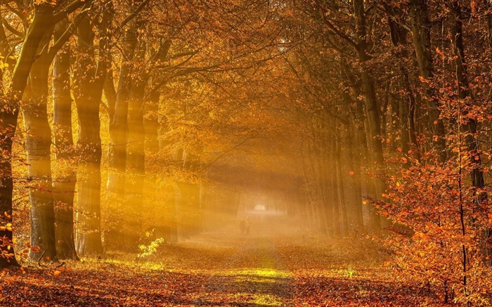 나무, 붉은 단풍, 도로, 사람, 햇빛, 가을 배경 화면 그림