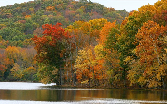 나무, 강, 가을 배경 화면 그림