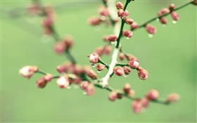 나뭇 가지, 핑크 꽃 봉오리, 봄