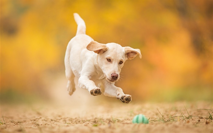 화이트 개, 강아지, 점프, 놀이 공 배경 화면 그림