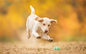 화이트 개, 강아지, 점프, 놀이 공