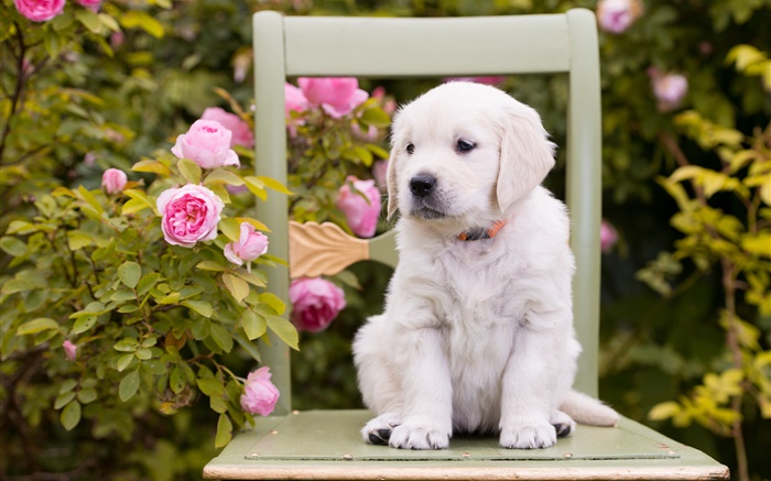 화이트 개, 강아지, 장미 꽃, 의자 배경 화면 그림
