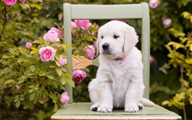 화이트 개, 강아지, 장미 꽃, 의자 HD 배경 화면