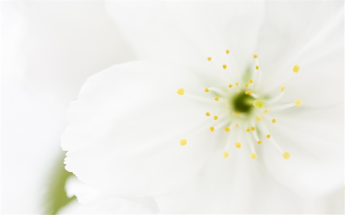 흰 꽃 꽃잎 근접 촬영, 매크로 사진 배경 화면 그림