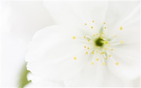 흰 꽃 꽃잎 근접 촬영, 매크로 사진 HD 배경 화면