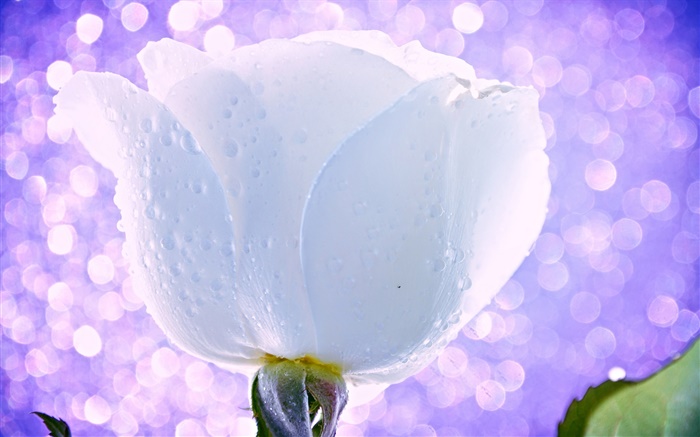 흰 꽃, 장미, 물 방울, 이슬, 빛, 섬광 배경 화면 그림