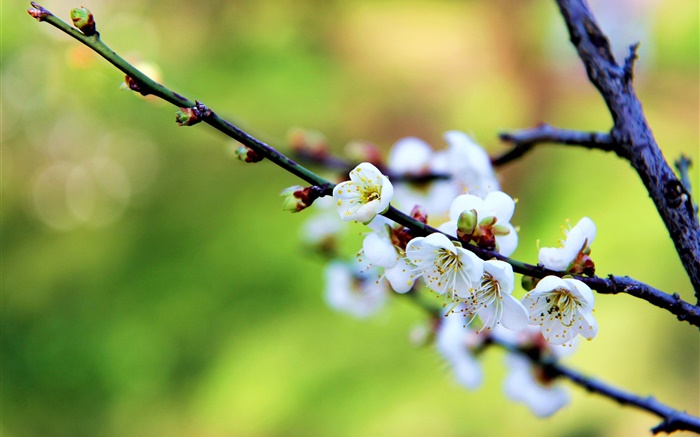 흰 꽃, 매화, 봄 배경 화면 그림